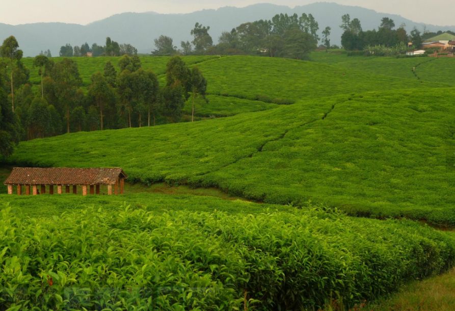 tea plantation tour rwanda