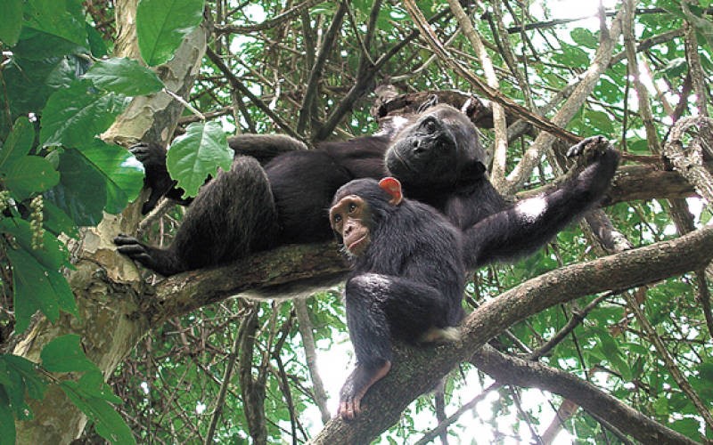 A baby chimpanzee with its mother atop a tree, part of what to see on this 6 Days Visit Rwanda