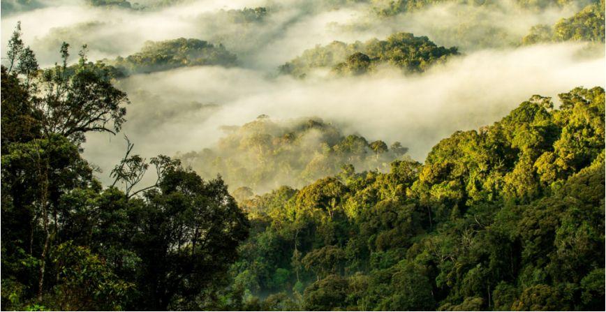 Why Visit Nyungwe Forest In Rwanda