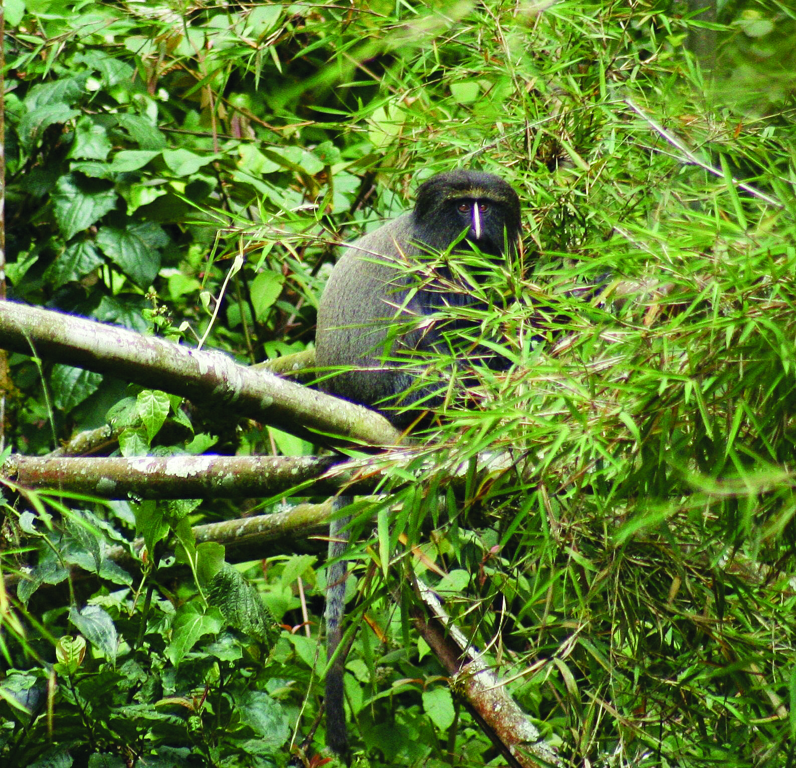 Owl-Faced Monkey In Nyungwe Forest National Park