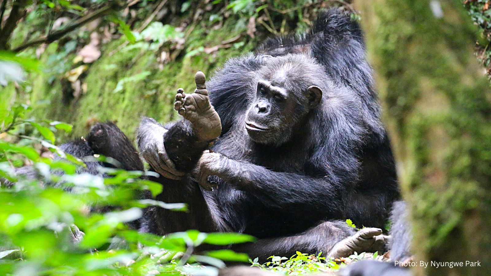 New Chimpanzee Trekking Fees In Nyungwe By 2023