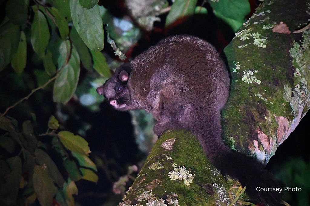 Nocturnal Walks in Nyungwe