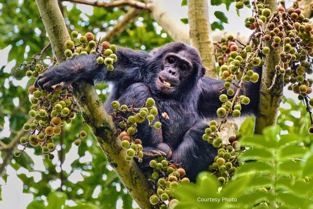 Mayebe Chimpanzee Community In Nyungwe Forest