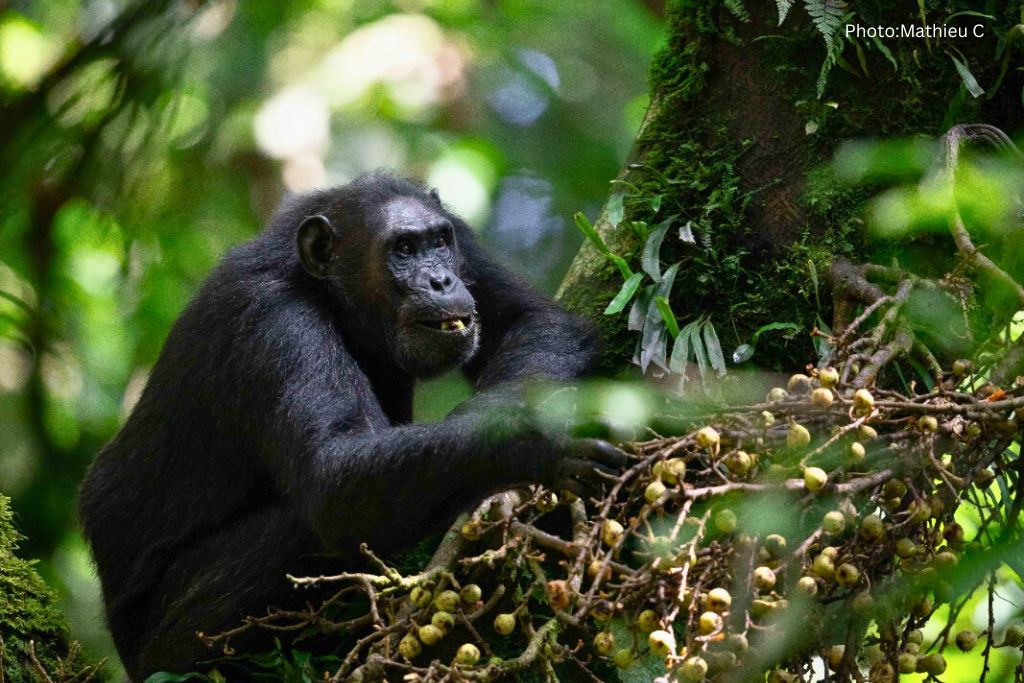 Private Chimpanzee Trek In Nyungwe