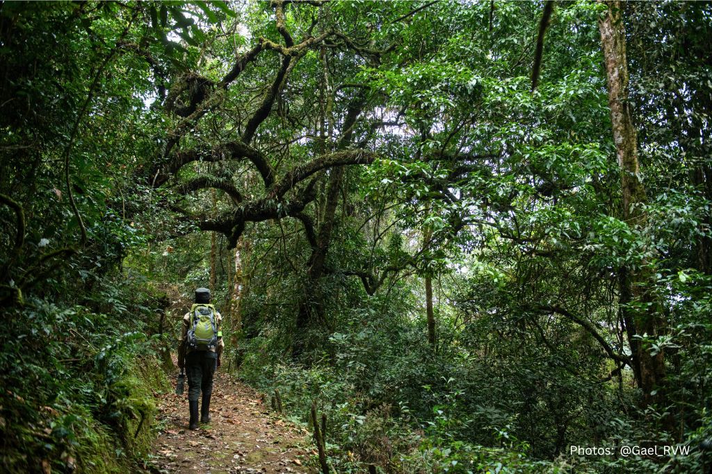 Guided Hikes In Nyungwe Forest National Park