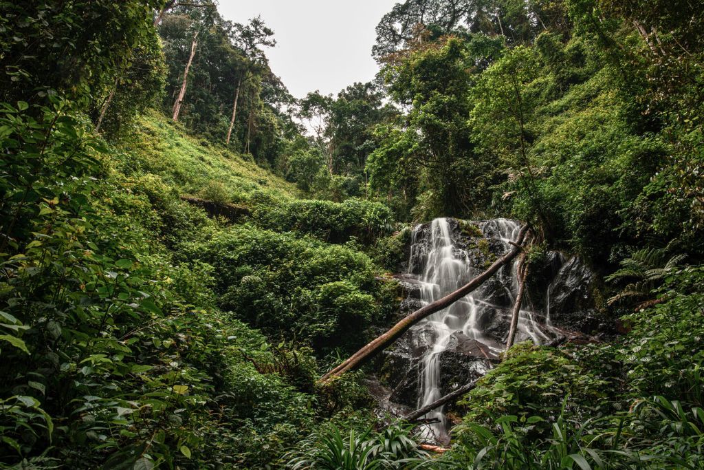 Difficult Hiking Trails In Nyungwe Forest National Park