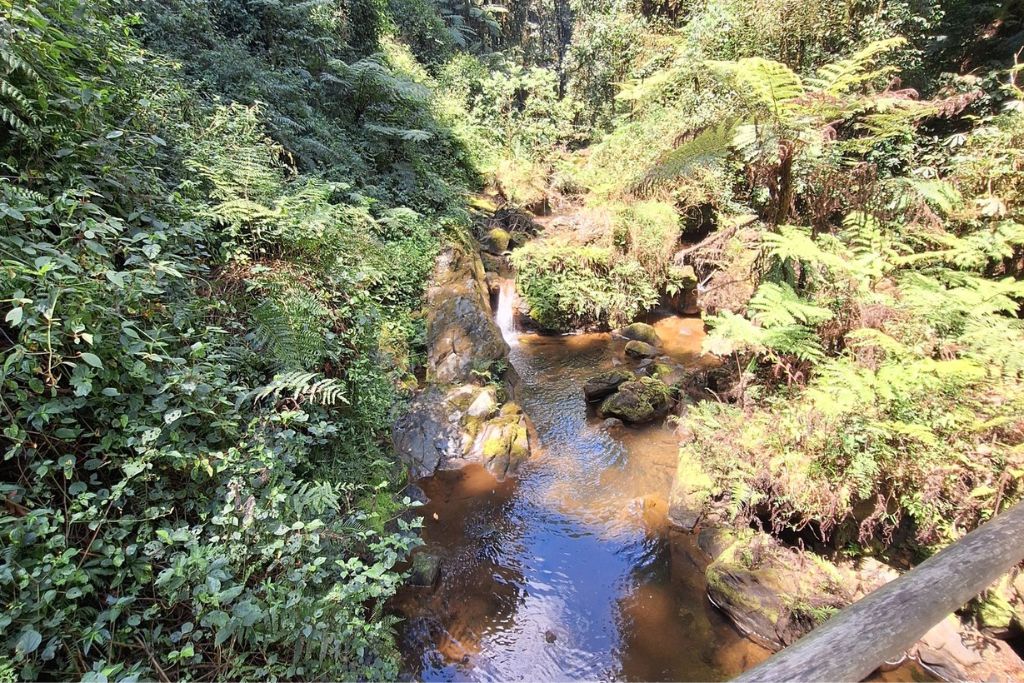 Easy Hiking Trails In Nyungwe Forest National Park