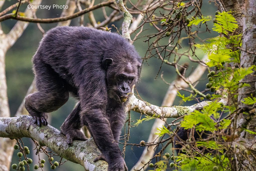 2 Days Chimpanzee Safari