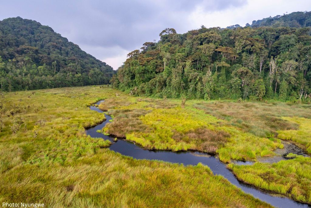 Breathtaking Beauty Of Nyungwe Forest